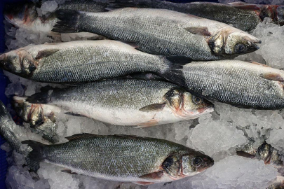 Su ürünleri ihracatında rekor