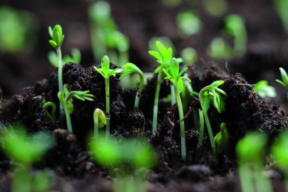 81 ilin bitki rehberi hazırlanıyor