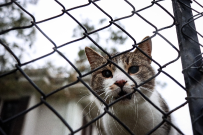 Bursa'nın engelli ve sahipsiz kedileri 18 yıldır "villa"da yaşıyor