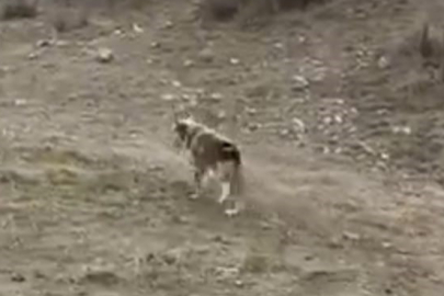 Batman'da aç kalan kurt köye inerek tavuklara saldırdı