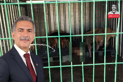 Aç köpekler birbirini yemişti: Bursa Gemlik Belediyesi'nin barınak projesi ödüle aday gösterildi
