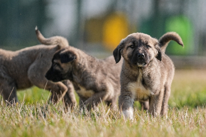 Bursa'da yetiştirilen safkan akbaş ve kangal yavruları için 6 ay sıra bekleniyor