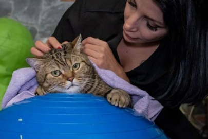 Obez kedi Simba spora başladı