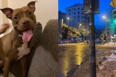 Akıma kapılan köpek öldü