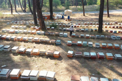 Arıcılar indirimli şeker desteği istiyor