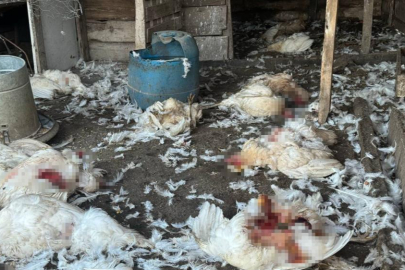 Bursa'da başıboş köpekler onlarca hayvanı telef etti!