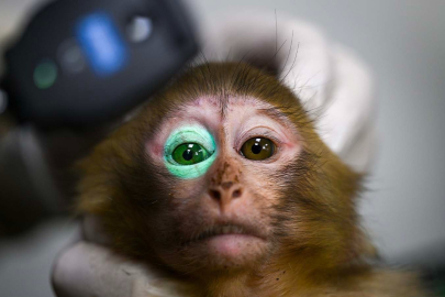 Gümrükte 2 maymun yavrusu ele geçirildi!