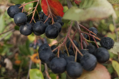 Bursa'da çiftçinin aronyoları, öğrencilerin elinde reçele dönüştü