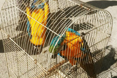 Belgesiz Macaw papağanı satışına 617 bin TL ceza