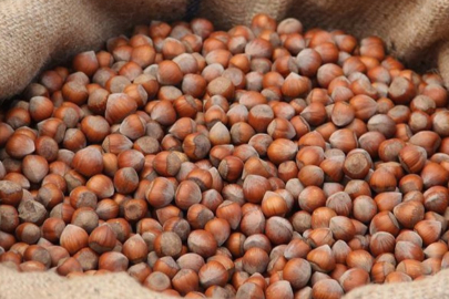 Fındık ihracatının 6 aylık geliri 1,5 milyar doları aştı