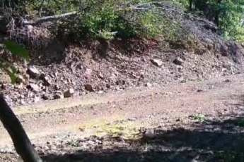 Ankara'da fotokapanı sökmeye çalışan ayı kaydedildi