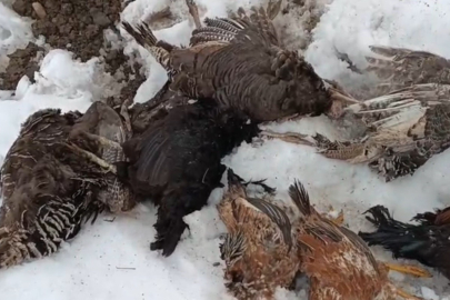 Muş’ta kümese giren gelincik, 31 kanatlı kümes hayvanını telef etti