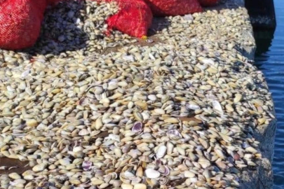 Samsun'da 1,5 ton kaçak avlanan midye ele geçirildi