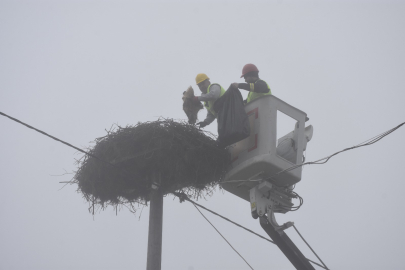 Bursa Karacabey'deki leylek yuvalarında geleneksel temizlik devam ediyor