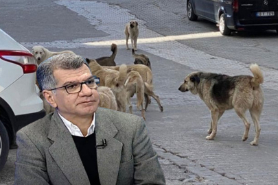 Bursa'daki başıboş sokak köpekleri için önlem çağrısı: Cezayı keseceksin!