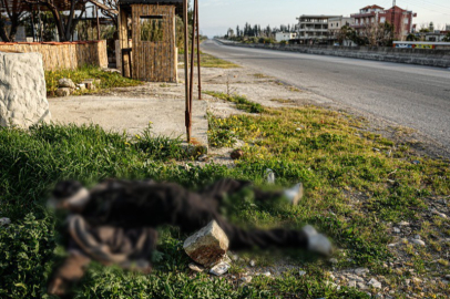 Suriye İnsan Hakları Gözlemevi: Şiddet olaylarında en az bin 383 sivil hayatını kaybetti