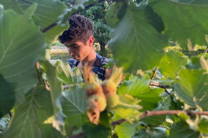 Türkiye'nin fındık ihracatının yarısı Almanya ve İtalya'ya yönelik yapıldı