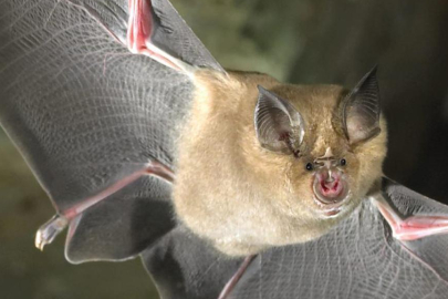 Yarasalarda yeni koronavirüs keşfedildi