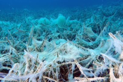 Marmara can çekişiyor! Müsilaj kabusu hortladı...
