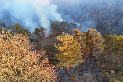 Trabzon'da örtü yangını; 10 dönüm alan zarar gördü