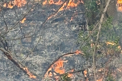 Balıkesir Gönen'de orman yangını