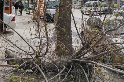 Edirne Keşan’da şiddetli rüzgar nedeniyle ağaç kırıldı