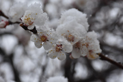 Meteoroloji'den zirai don uyarısı