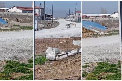 Rana bebeğin ölümüne ilişkin otopsi raporu açıklandı