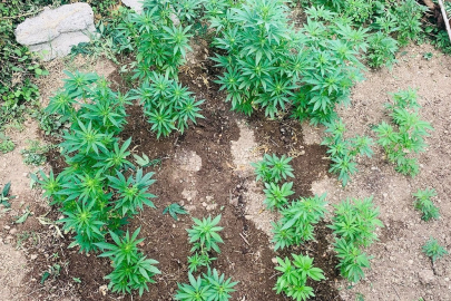 Jandarmadan baskın: Evinin bahçesini uyuşturucu tarlasına çevirmiş