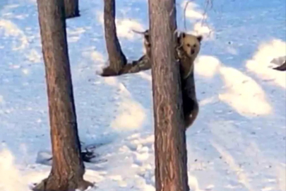 Sarıkamış'ta boz ayı şaşırttı