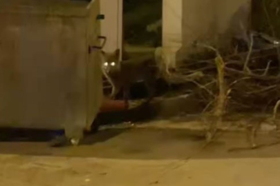 Aç kalan tilki şehir merkezine indi