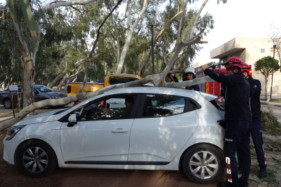 Antalya'da rüzgar nedeniyle devrilen ağaç iki otomobile zarar verdi