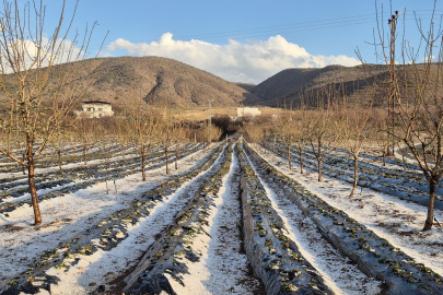 Malatya Pütürge’de dolu yağışı meyve bahçelerine zarar verdi
