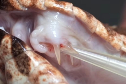 Üç dişli "mutant yılan" bulundu: En tehlike sürüngenlerden biri