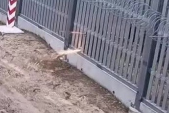 Belarus'tan Polonya'ya çelik duvarı keserek sızma girişimi