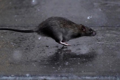 Polonya'da Poznan kentini basan farelere "savaş" açıldı