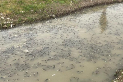 Bursa'da korkutan balık ölümleri! İnceleme başlatıldı