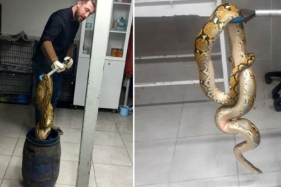 Kütahya'da yolcu otobüsünde piton ele geçirildi