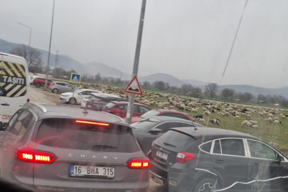 Bursa'da çiftçilerin başı koyun sürüsüyle belada! Tarlalar...