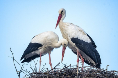 Yaren leyleğe Ramazan Bayramı müjdesi: Eşi Nazlı yumurtladı