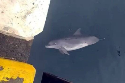 2 kez kayalıkların arasından kurtarılan yunus cansız halde bulundu