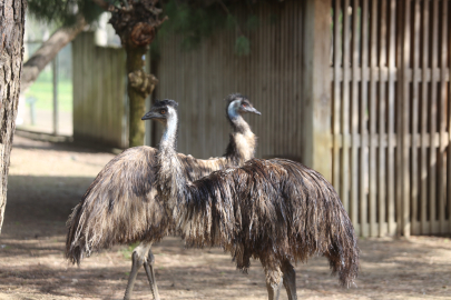 Bursa hayvanat bahçesindeki dev kuşların ilgi çeken anları