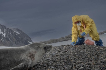 Antarktika kıtasında yeni deniz canlısı türleri toplandı