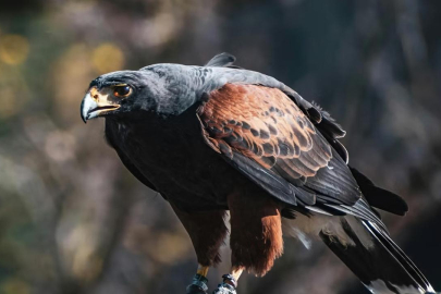 Köyde herkese terör estiren şahin sonunda yakalandı