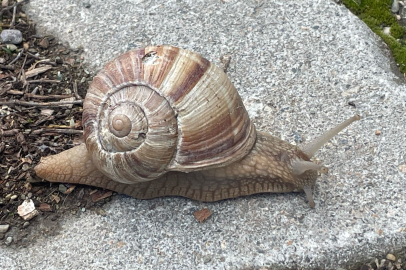 Salyangozun kilosu 35 liradan satılıyor