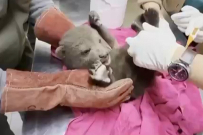 Ormanda bulunan yavru ayı Bursa'daki barınağa götürüldü