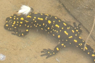 Elazığ’da benekli semender görüntülendi