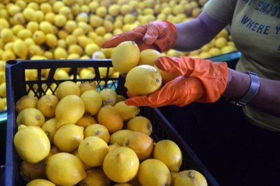 Ticaret Bakanlığı: Limon ihracatı geçici olarak durduruldu