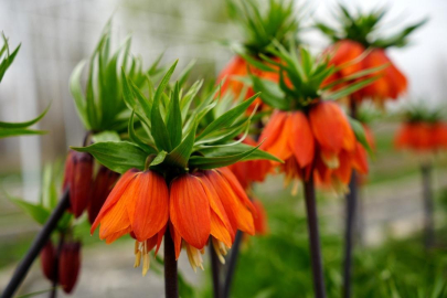 Görenleri büyülüyor: Bu çiçeği koparırsanız servet ödüyorsunuz!