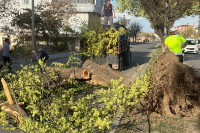 Iğdır'da seyir halindeki aracın üzerine ağaç devrildi